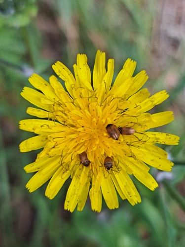 Attagenus simplex