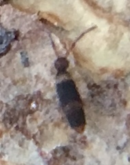 Entomobrya albocincta