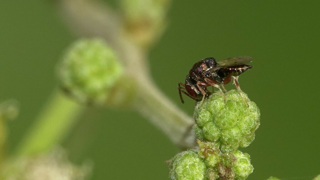 Dinarmus maculatus