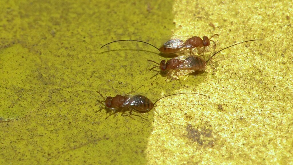 Sycophaga testacea