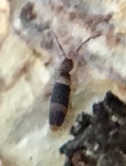 Entomobrya albocincta