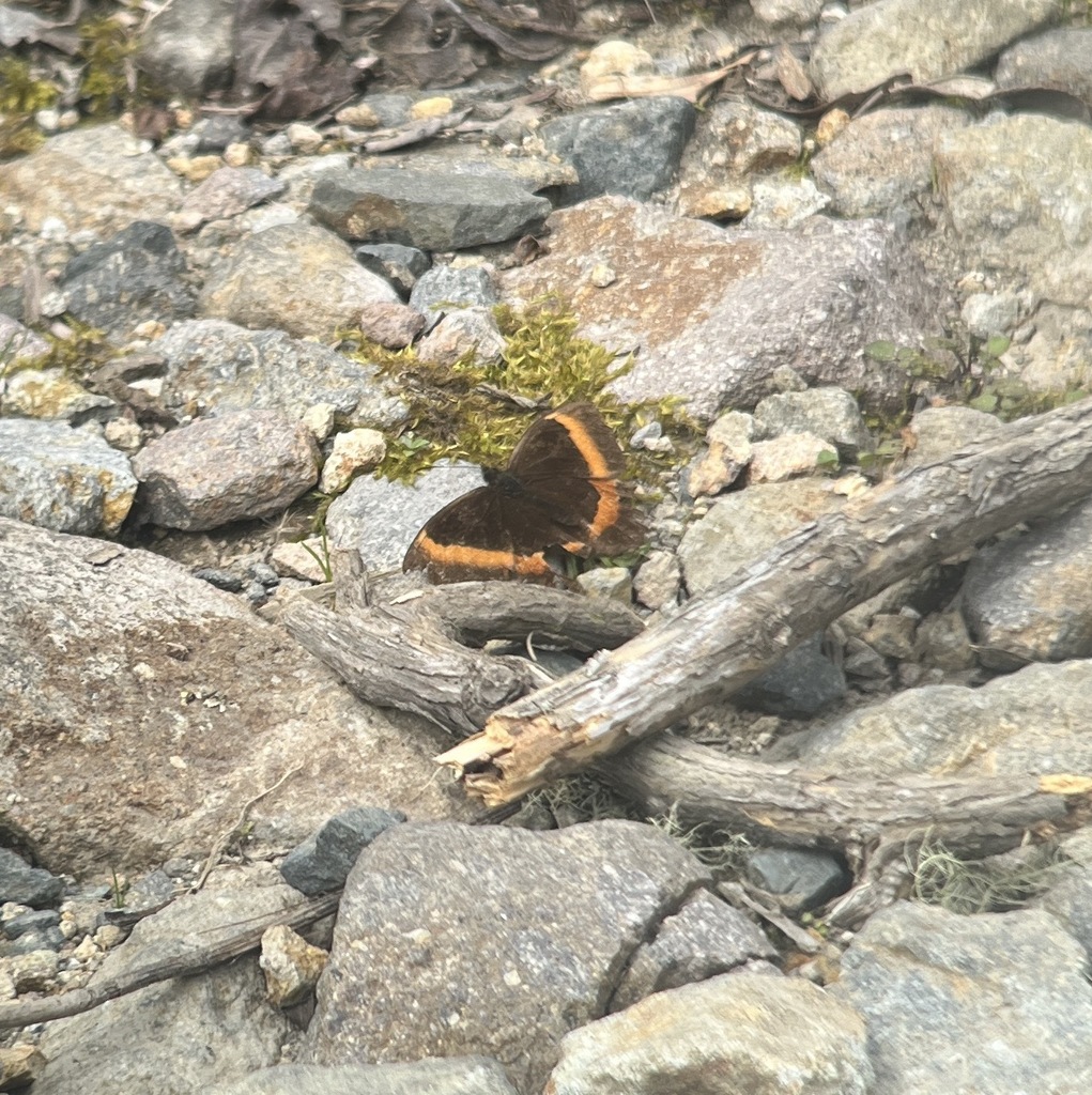 Pedaliodes thiemei