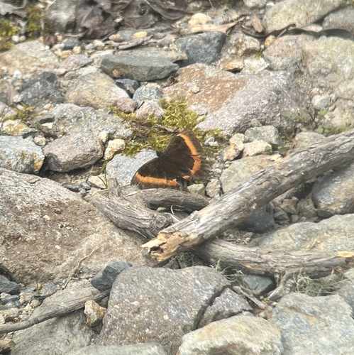 Pedaliodes thiemei