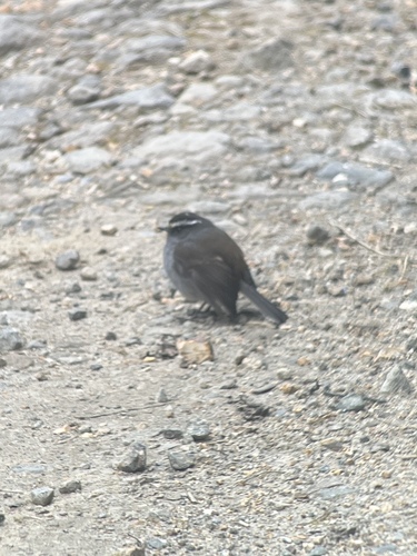 Crowned Chat-Tyrant (Silvicultrix frontalis), photo 5