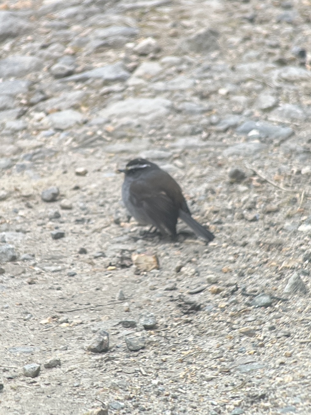 Crowned Chat-Tyrant illustration