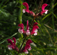 Salvia hierosolymitana