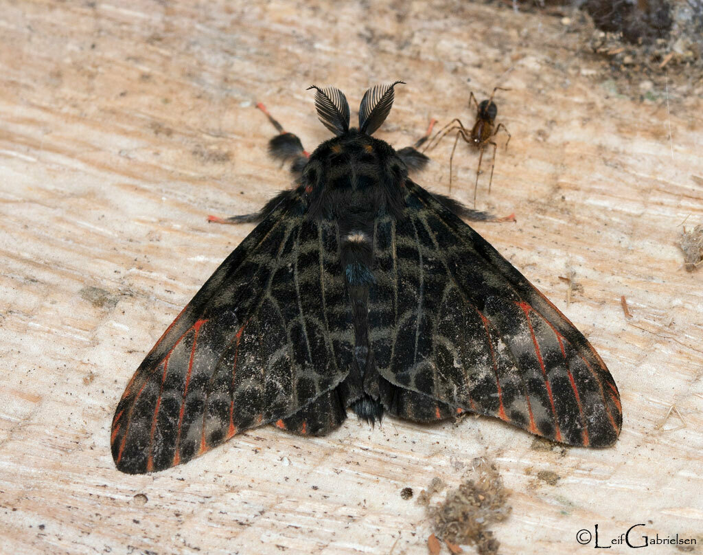Lymantria naessigi