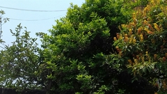 Melicoccus oliviformis