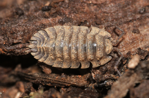 Oniscus simoni