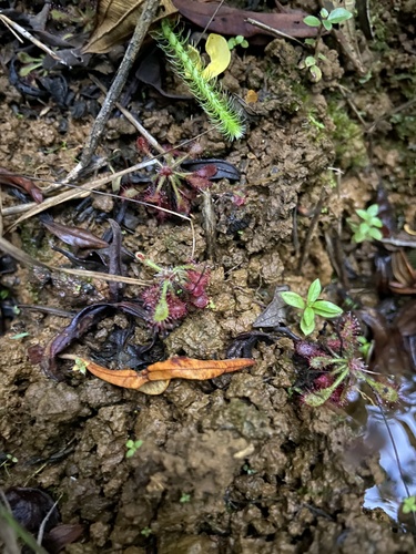 Drosera communis