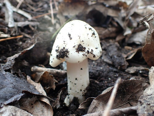 Volvopluteus gloiocephalus