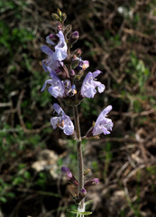Salvia fruticosa