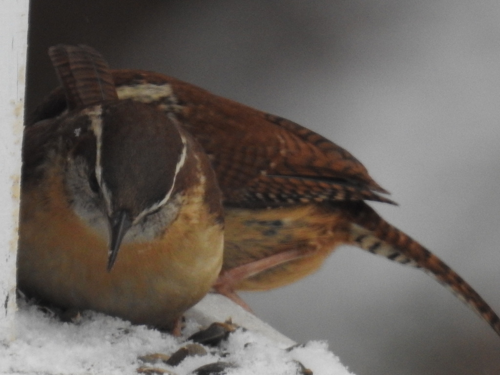 Carolina Wren from Merivale Gardens Grenfell Glen Pineglen Country Place, Ottawa, ON