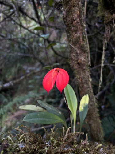 Masdevallia ignea, photograph 2