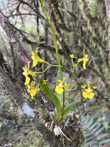 Oncidium cultratum, photograph 6