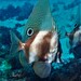 Short Boarfish - Photo (c) J. Martin Crossley, some rights reserved (CC BY-NC-SA), uploaded by J. Martin Crossley