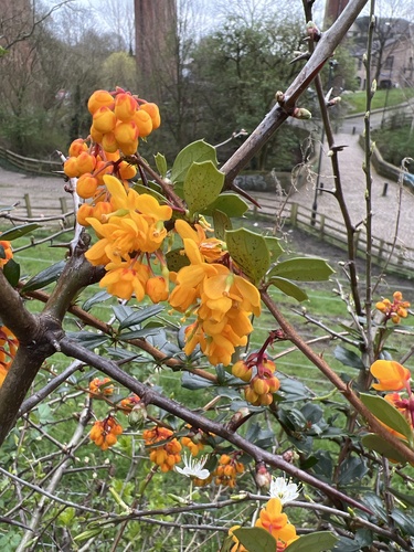 Berberis darwinii