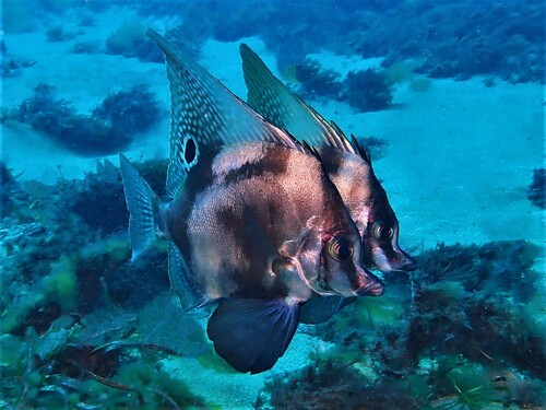 Hutchin's boarfish (Parazanclistius hutchinsi) — Pentacerotidae — 4