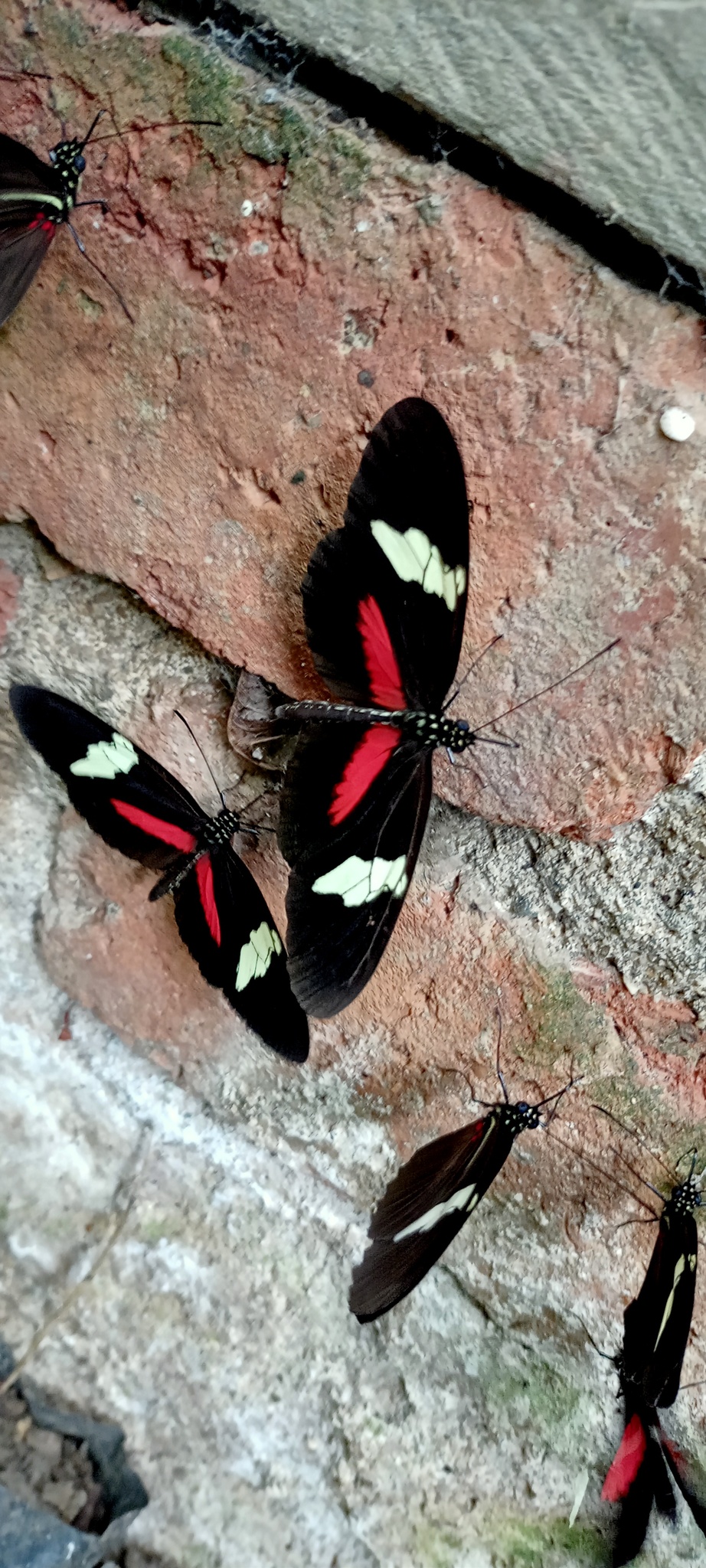 Heliconius image