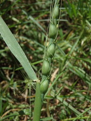 Aegilops ventricosa