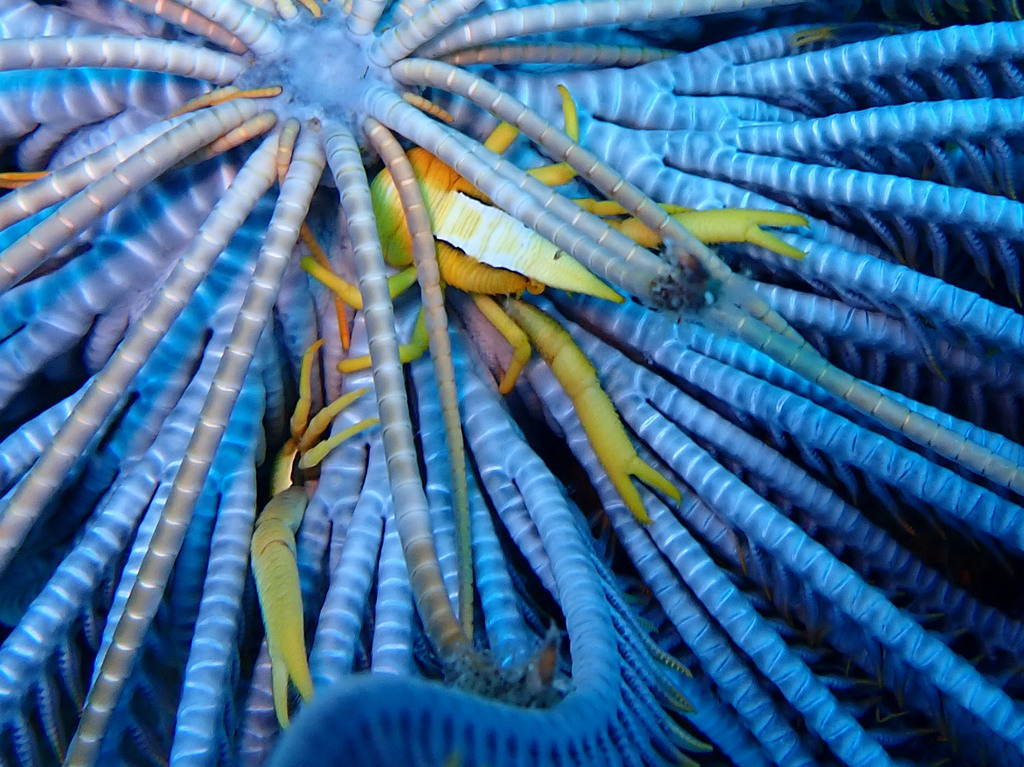 Baba's crinoid squat lobster from Dauin, Negros oriental, Philippines ...