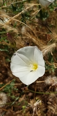 Calystegia subacaulis