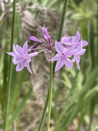 Tulbaghia violacea