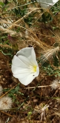 Calystegia subacaulis