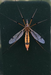 Tipula californica