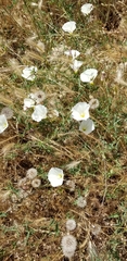 Calystegia subacaulis