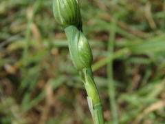 Aegilops ventricosa