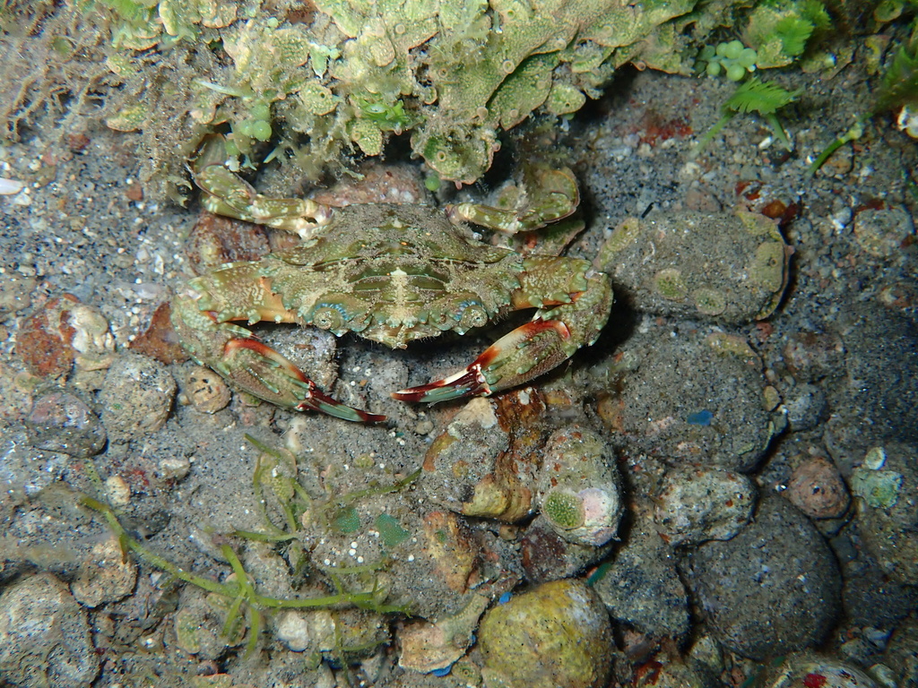 Charybdis orientalis