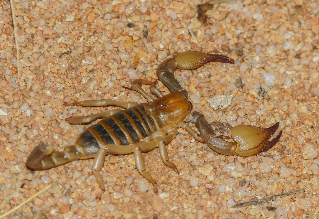 Robust Burrowing Scorpion from Onjowewe camp Namibia on November 14 ...