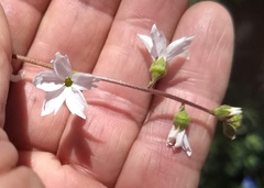 Lithophragma parviflorum parviflorum