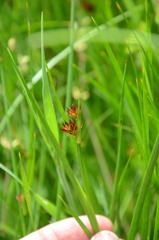 Juncus phaeocephalus