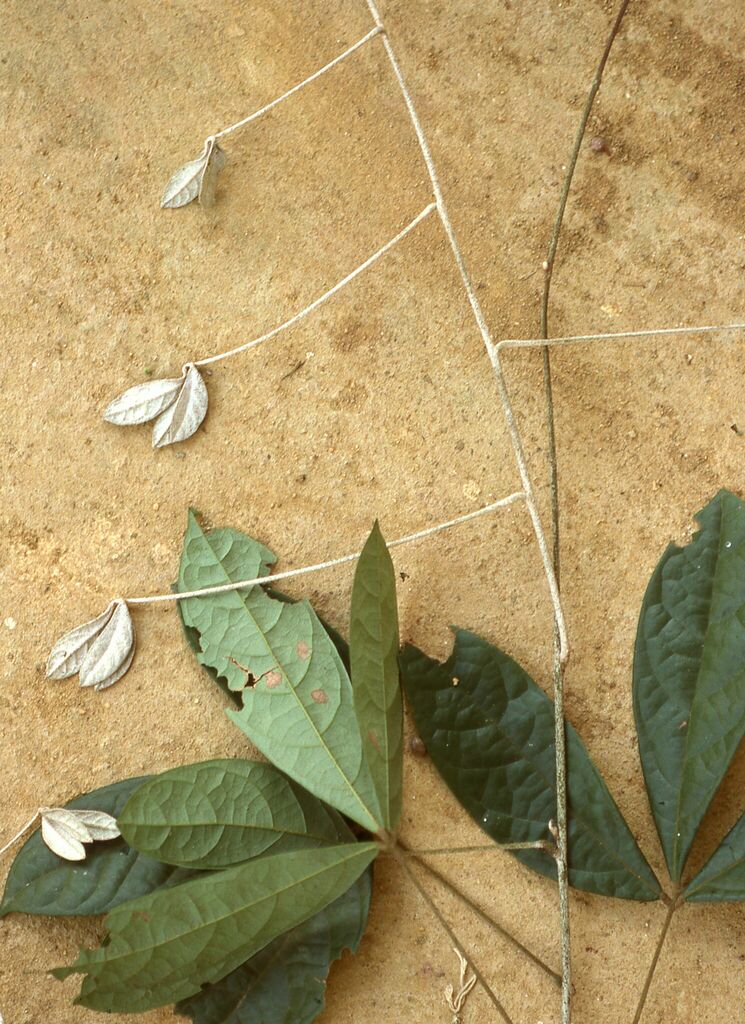 Agelaea poggeana