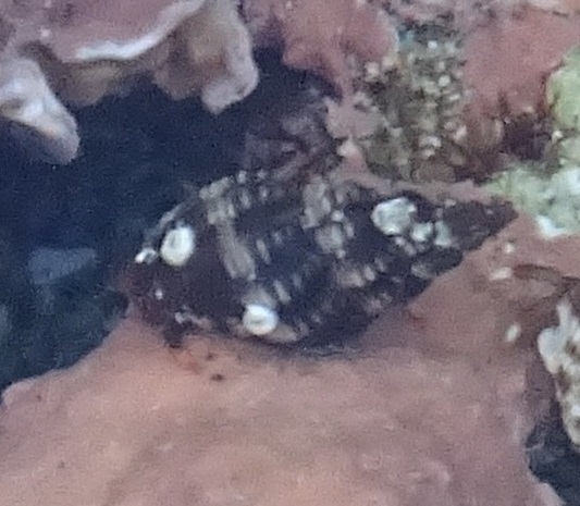 Aplus dissimilis