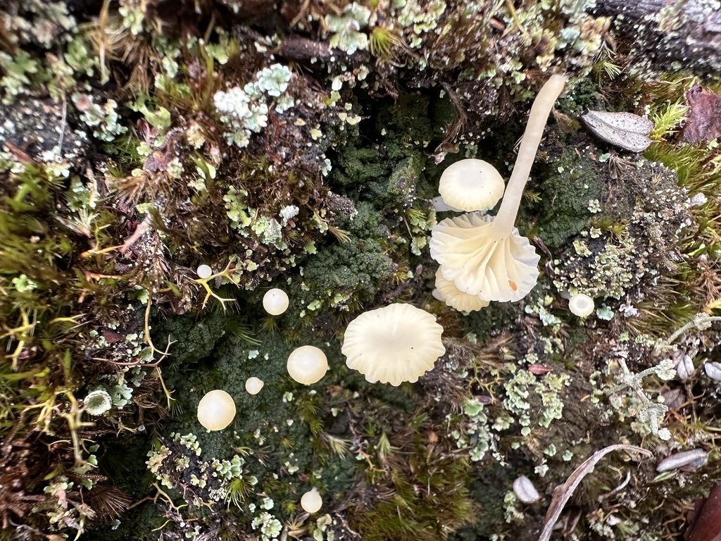 Lichenomphalia ericetorum · March 2024 · photo: © heimatlos (iNaturalist, cc0)