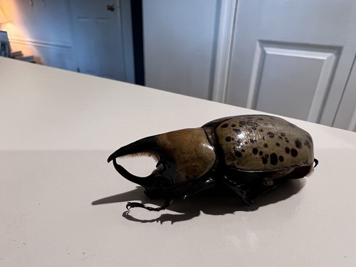 Eastern Hercules beetle