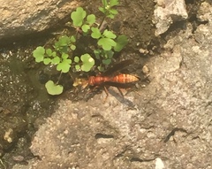 Polistes mexicanus