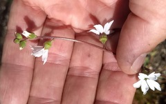 Lithophragma parviflorum parviflorum