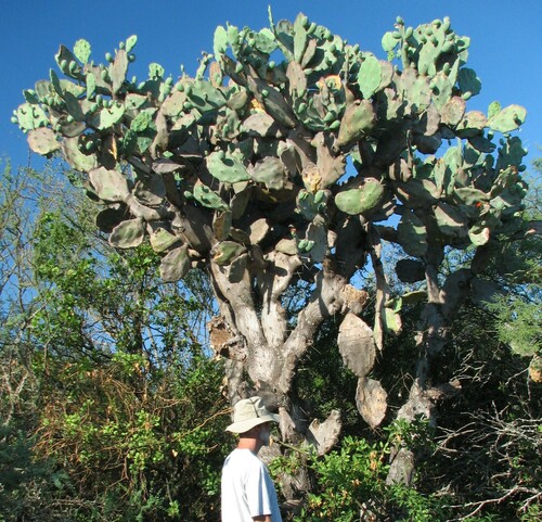 Image of Opuntia quimilo by (c) Peter L Achuff, some rights reserved (CC BY)