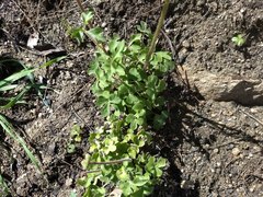 Lithophragma parviflorum parviflorum