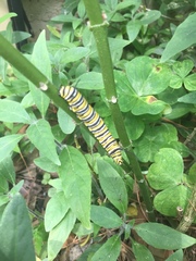 Danaus plexippus