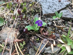 Viola fimbriatula