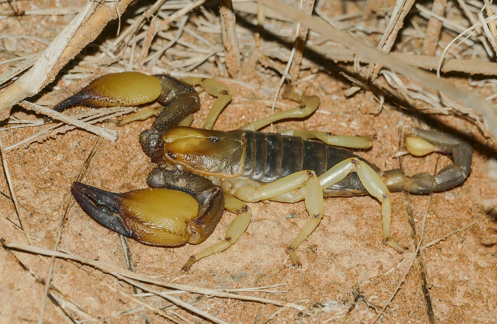 Robust Burrowing Scorpion from Hardap 01, Hardap Dam, Hardap, Namibia ...