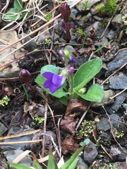 Viola fimbriatula
