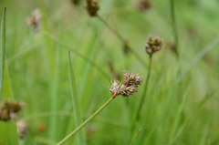 Carex subbracteata