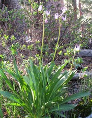 Dodecatheon