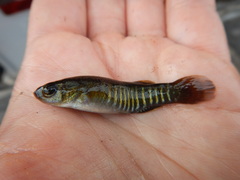 Fundulus pulvereus